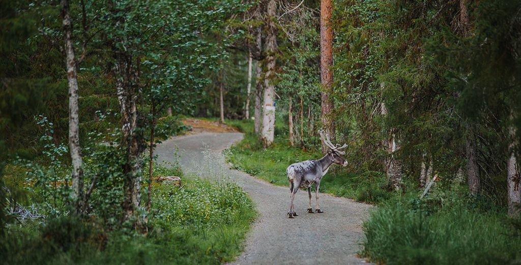 Hotel Apukka Arctic Resort con possibile soggiorno a Helsinki