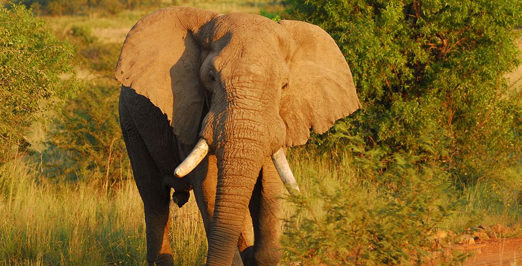 Fly and Drive Sudafrica & Dubai
