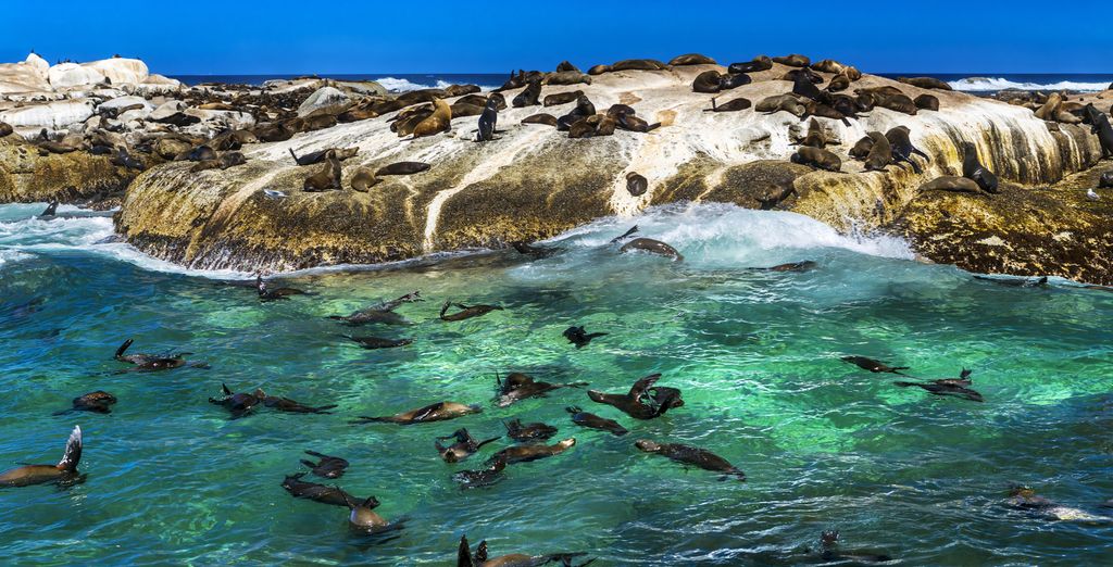 Tour del Sud Africa: da Cape Town a Port Elisabeth