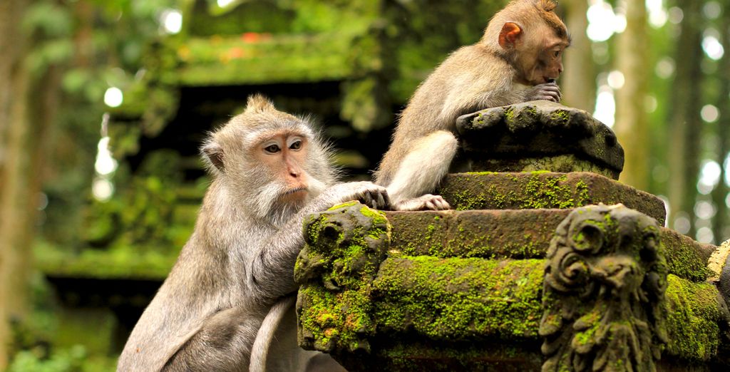 Le perle dell'Indonesia con possibile soggiorno a Singapore