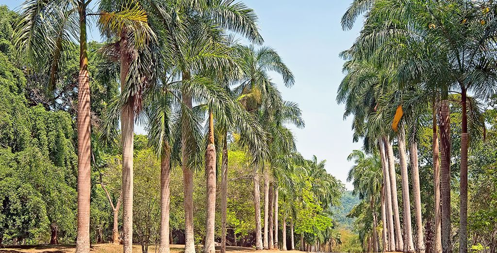 Tour dello Sri Lanka + Vakarufalhi Island Resort 5*
