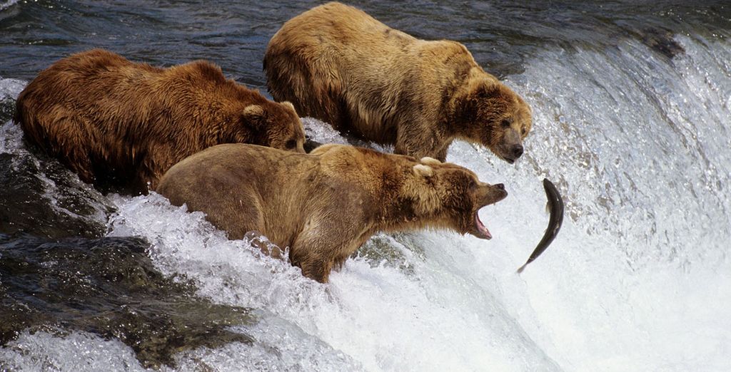 Tour Alaska