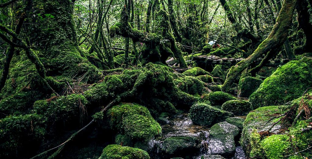 Promenade in Giappone: tra città e natura
