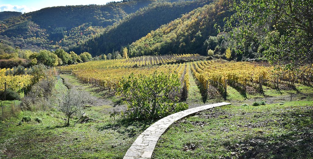 Fattoria Castello Di Starda