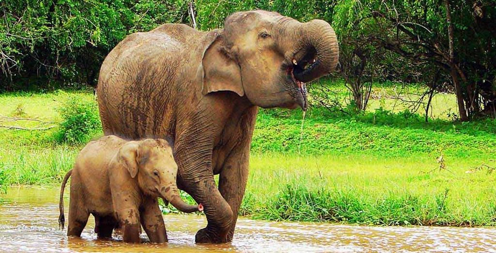 Mini tour Kandy + soggiorno mare Sri Lanka in 4* e 5*