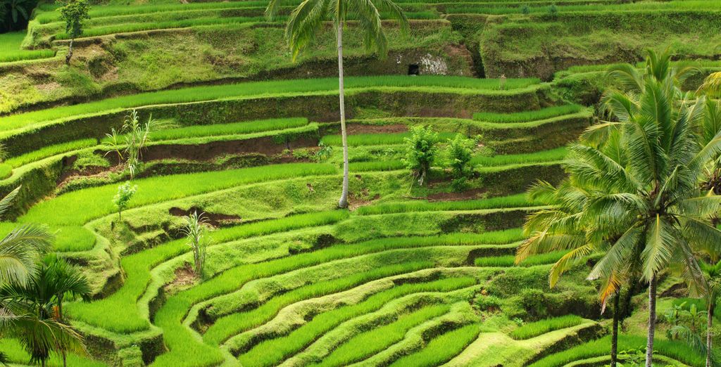 Tour di Bali e Lombok