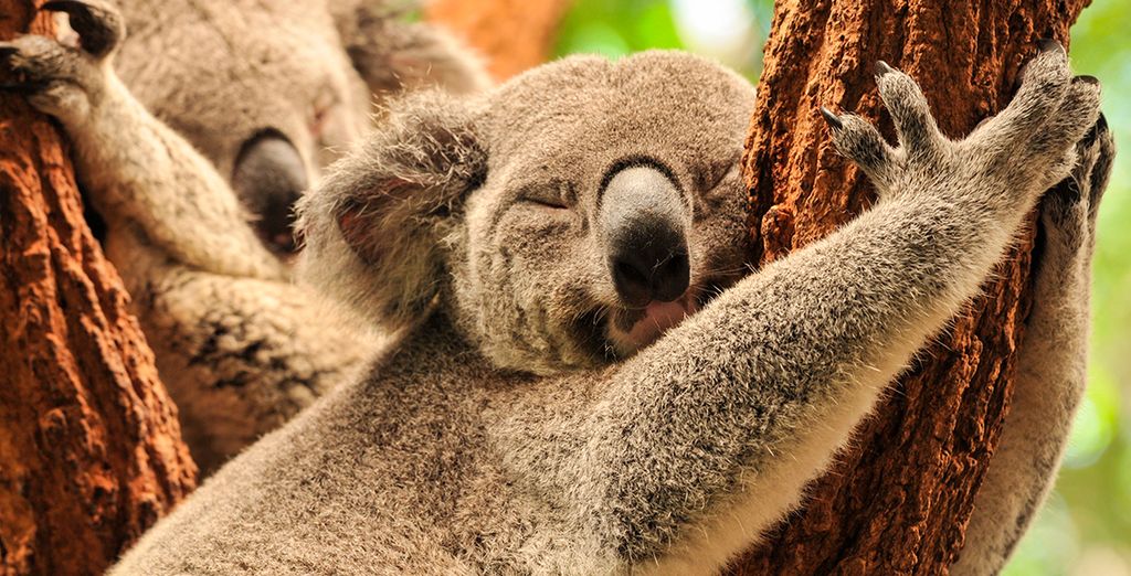Tour alla Scoperta dell'Australia