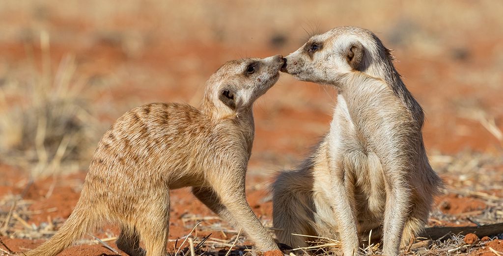Fly& drive alla scoperta della Namibia