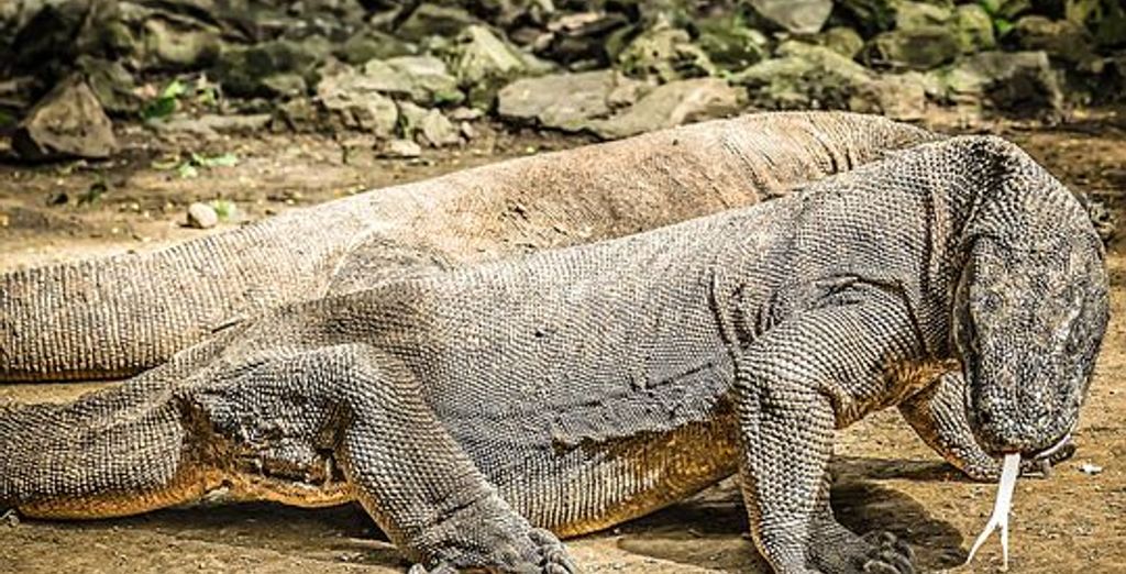 Tour privato Splendori Balinesi e isola di Komodo