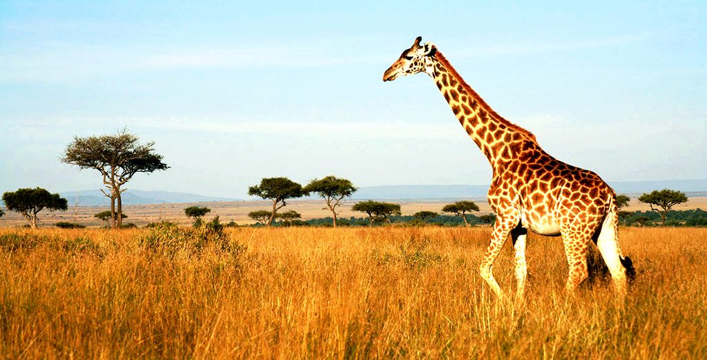 Tour Natura, Cultura e Safari in Sudafrica