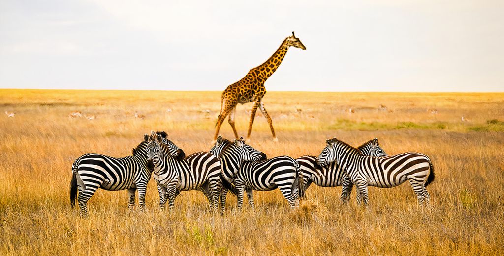5, 7 or 9 night safari with optional Zanzibar beach stay