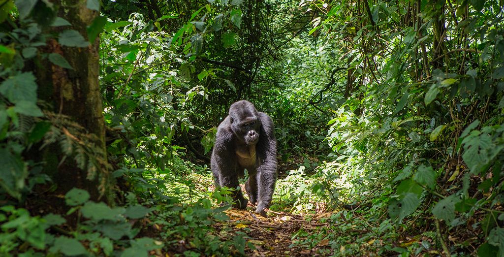 Cape Town, Kruger National Park & Gorilla Trekking Tour in Uganda