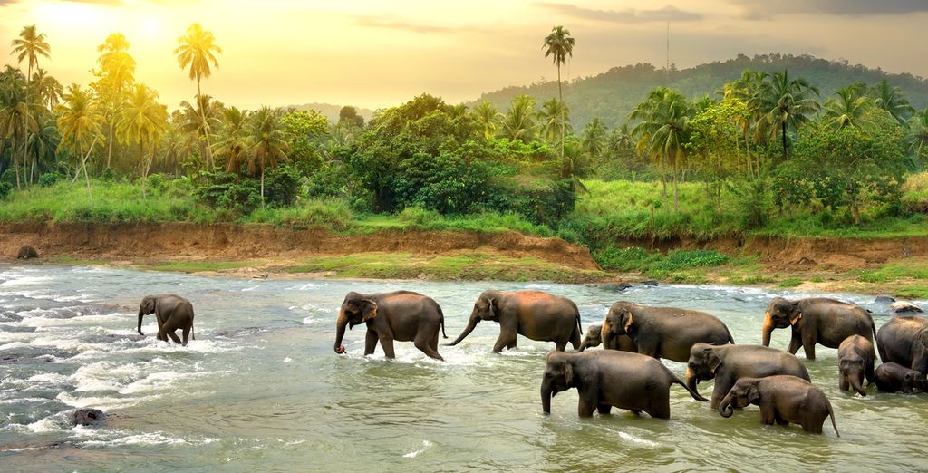 Meet the locals and visit an elephant orphanage during your holidays to Sri Lanka