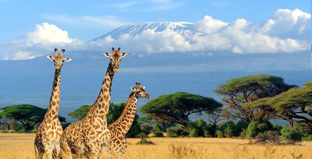 Safari Through Incredible Tanzania