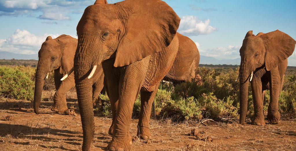 Classic South Africa Tour