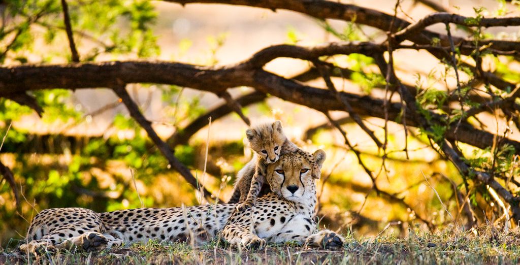 Safari Through Incredible Tanzania