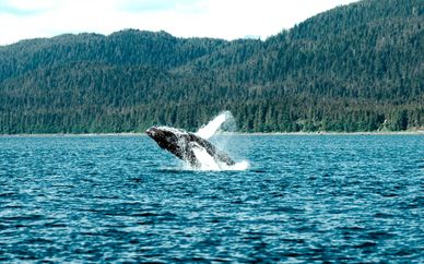 Canadá con safari fotográfico de ballenas