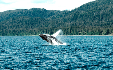 Canadá con avistamiento de ballenas