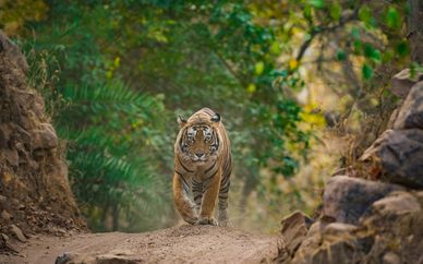 Triángulo de Oro y safari en el Parque Ranthambore
