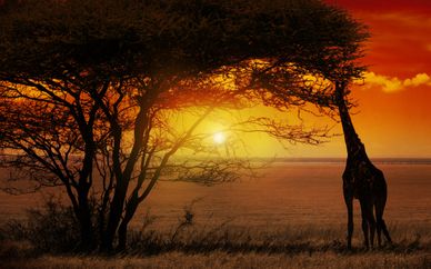 Circuit et safari de rêve en Afrique du Sud 10j/7n