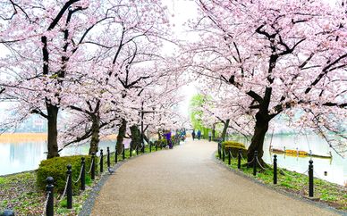 Circuit Les Trésors du Japon - 8, 10 ou 12 nuits - 3* ou 4*