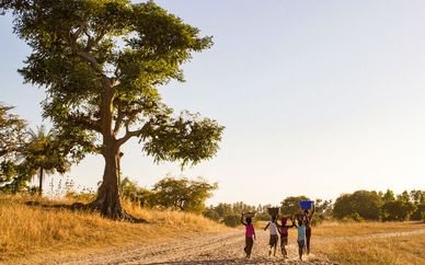 Circuit Sine Saloum et marche avec les lions