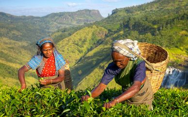 Circuit privatif Sri Lanka en hôtels 5* et extension possible