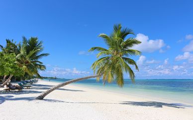Canareef Resort Maldives 4*