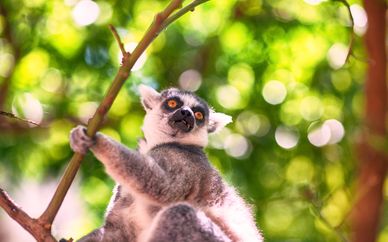 Alla Scoperta Del Madagascar in tour
