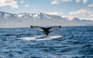 Center Hotels Laugavegur 4*