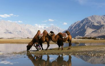 Individuele rondreis van 17 of 19 nachten door India