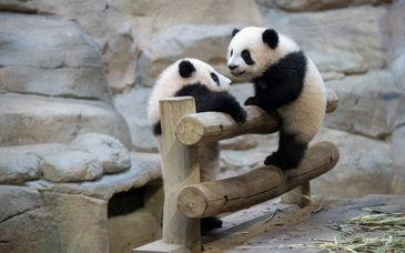 ZooParc de Beauval + Les Pagodes de Beauval of Les Rivages de Beauval