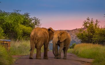 Safari van 7 tot 10 nachten in Kwa Maritane Bush Lodge 