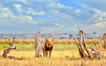 Pioneers Victoria Falls Lodge 4*, Chobe Elephant Camp 4* & Sango Safari Camp 4* 