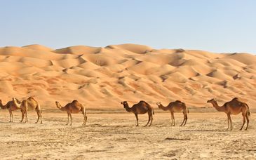 IntercityHotel Muscat 4* inkl. Ausflugspaket