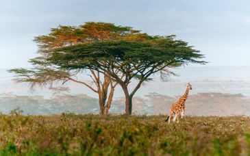 Charles Hope Cape Town 4* & Pan African Safari Lodge