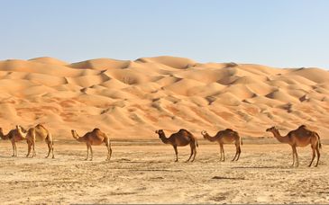 Grand Millennium Muscat 5* mit Ausflugspaket & optional Wüstencamp