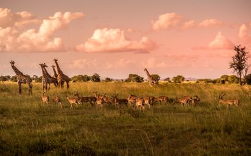 Privatsafari in 3 - 6 Nächten + Maharaja Boutique Hotel 5*