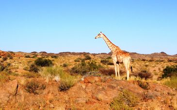 Kholiwe on Kruger Lodge 4*