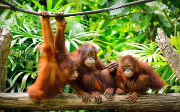 Circuito en grupo reducido en Borneo y estancia en Stripes Kuala Lumpur 5*