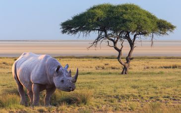 Royal Marlothi Kruger Safari Lodge & Spa 4*