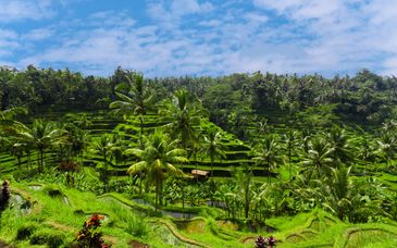 Combinado Anandadara Ubud 4*,  Anema Gili Lombok 5* y The Westin Resort Nusa Dua 5*