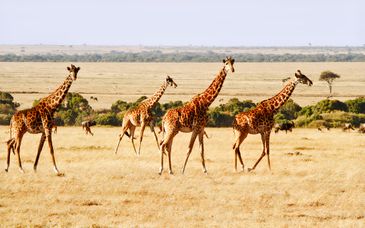 Safari por los parques emblemáticos - Extensión en Leopard Resort de 5*