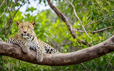 Circuit privé en 5 ou 7 nuits en Ceylan et Ananya Beach Resort 4*