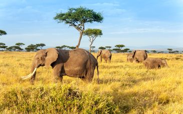Safari Evasion Sauvage et extension au Sea Cliff Resort et Spa 5*