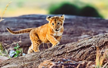 Safari au Kenya avec séjour optionnel à l'Ile Maurice