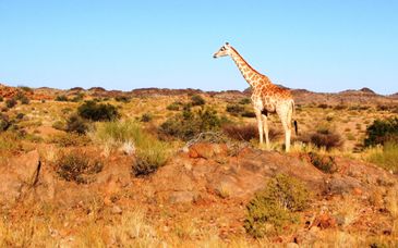 Kubu Safari Lodge et séjour possible au Victoria Falls Safari Lodge