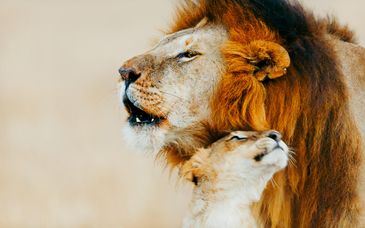 Safari di 4 o 6 notti in Kenya con possibile estensione al Sea Diamond Boutique Hotel & Spa 5*