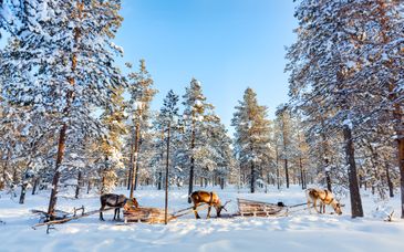 Tour di gruppo: Meraviglie invernali tra Aurore boreali