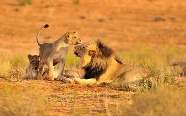Royal Kruger Lodge and Spa 4*